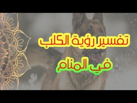 رؤية الكلب في المنام للعزباء والحامل والمتزوجة لإبن سيرين tefsir ahlam تفسير الاحلام والرؤى