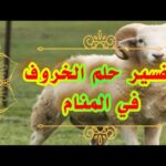 تفسير حلم الخروف كامل للحامل والعزباء والمتزوجة لإبن سيرين بالتفصيل