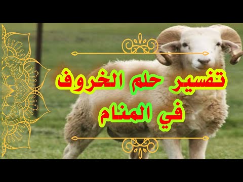 تفسير حلم الخروف كامل للحامل والعزباء والمتزوجة لإبن سيرين بالتفصيل