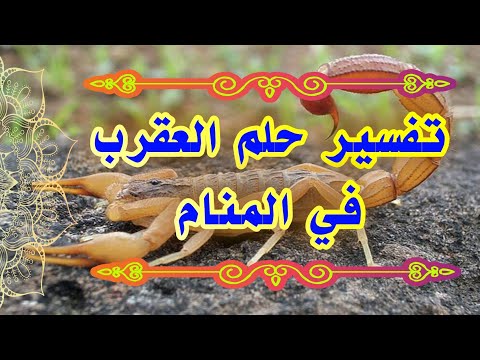 رؤية العقرب في المنام لإبن سيرين tefsir ahlam تفسير الاحلام #ادعية #تفسير_الأحلام