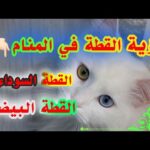 رؤية القطط في المنام لإبن سيرين القطة البيضاء والسوداء #تفسير_الأحلام #ادعية #معلومات