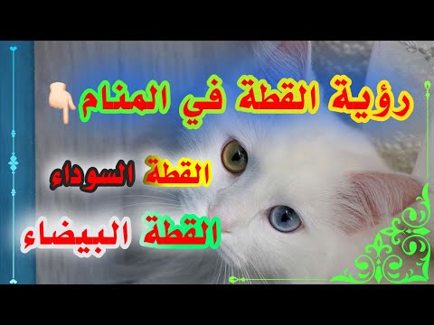 رؤية القطط في المنام لإبن سيرين القطة البيضاء والسوداء #تفسير_الأحلام #ادعية #معلومات