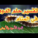 رؤية الدود في المنام لإبن سيرين tefsir ahlam تفسير الاحلام والرؤى