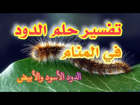 رؤية الدود في المنام لإبن سيرين tefsir ahlam تفسير الاحلام والرؤى