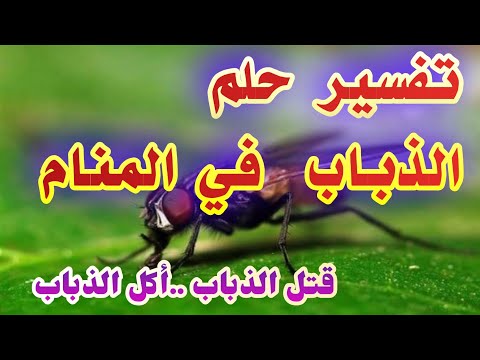 تفسير حلم الذباب في المنام لإبن سيرين قتل الذباب أكل الذباب tefser ahlam
