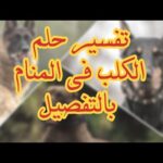تفسير حلم الكلب في المنام لإبن سيرين شرح كامل | تفسير الأحلام والرؤى تفسير حلم الكلب في المنام لإبن سيرين شرح كامل بالتفصيل tefsir ahlam abn sirin
