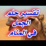 تفسير حلم الجمل أو البعير في المنام لإبن سيرين tefsir ahlam تفسير الاحلام شرح كامل