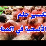 مشاهدة تفسير حلم الأضحية في المنام تفسير الأحلام #تفسير الأحلام بجودة عالية تفسير حلم الأضحية في المنام tefsir ahlamتفسير الأحلام #تفسير_الأحلام #تفسير